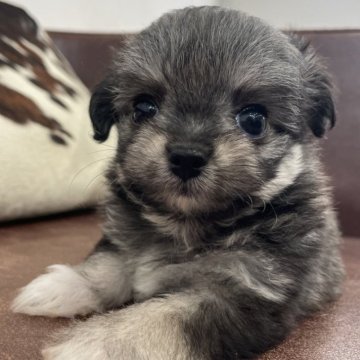 チワビション(チワワ×ビションフリーゼ)【京都府・女の子・2025年10月22日・パーティ】の写真「女の子です。」