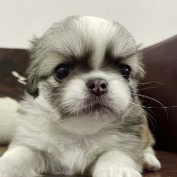 ペキチワ(チワワ×ペキニーズ)【京都府・女の子・2025年10月26日・フォーン】の写真「可愛い女の子です！」