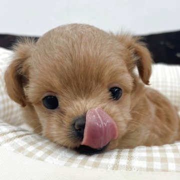 チワプー(トイプードル×チワワ)【京都府・女の子・2025年10月10日・レッド】の写真「女の子です！」