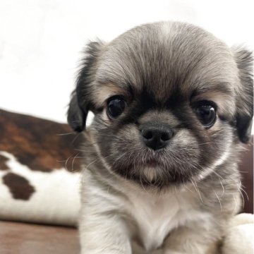 ペキチワ(チワワ×ペキニーズ)【京都府・男の子・2025年10月26日・フォーン】の写真「可愛い男の子です！」