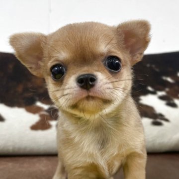 チワワ(スムース)【京都府・女の子・2025年10月28日・レッド】の写真「可愛い子です！」