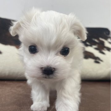 マルチーズ【京都府・女の子・2025年10月8日・ホワイト】の写真「女の子です！」