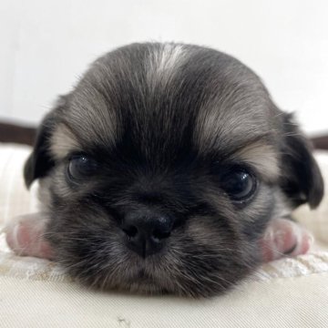 ペキチワ(チワワ×ペキニーズ)【京都府・男の子・2025年10月26日・フォーン】の写真「可愛い男の子です！」