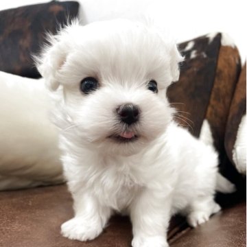 マルチーズ【京都府・男の子・2025年10月8日・ホワイト】の写真「男の子です！」