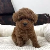 トイプードル(トイ)