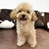 トイプードル(トイ)