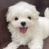 マルチーズ