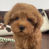 トイプードル(ティーカップ)