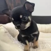 チワワ(スムース)