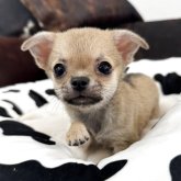 チワワ(スムース)