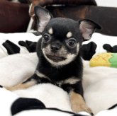 チワワ(スムース)