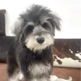 ミニチュアシュナウザー【京都府・女の子・2025年6月19日・ソルト&ペッパー】の写真1