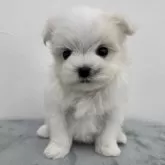 マルチーズ
