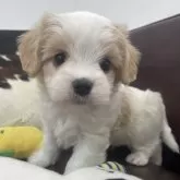 マルキャバ(マルチーズ×キャバリア)【京都府・男の子・2025年10月1日・ブレンハイム】の写真1