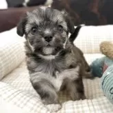 チワビション(チワワ×ビションフリーゼ)【京都府・女の子・2025年10月22日・パーティ】の写真1