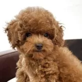 トイプードル(トイ)