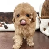 トイプードル(トイ)
