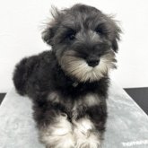 ミニチュアシュナウザー