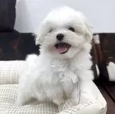 マルチーズ