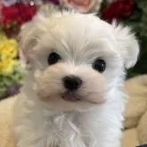 マルチーズ【京都府・男の子・2024年12月8日・ホワイト】の写真1