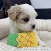 マルキャバ(マルチーズ×キャバリア)【京都府・男の子・2025年10月1日・ブレンハイム】の写真3