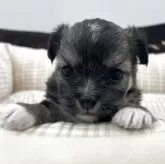 チワビション(チワワ×ビションフリーゼ)【京都府・女の子・2025年10月22日・パーティ】の写真3