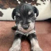 ミニチュアシュナウザー【京都府・女の子・2025年6月19日・ブラック&シルバー】の写真4