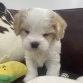 マルキャバ(マルチーズ×キャバリア)【京都府・男の子・2025年10月1日・ブレンハイム】の写真5