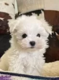 マルチーズ【京都府・男の子・2024年12月8日・ホワイト】の写真5