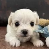 チワビション(チワワ×ビションフリーゼ)【京都府・男の子・2025年10月22日・ホワイト&クリーム】の写真6