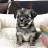 チワビション(チワワ×ビションフリーゼ)【京都府・女の子・2025年10月22日・パーティ】の写真6