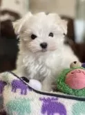 マルチーズ【京都府・男の子・2024年12月8日・ホワイト】の写真3