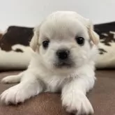 ペキチワ(チワワ×ペキニーズ)【京都府・女の子・2025年10月26日・クリーム&ホワイト】の写真7