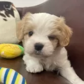 マルキャバ(マルチーズ×キャバリア)【京都府・男の子・2025年10月1日・ブレンハイム】の写真7