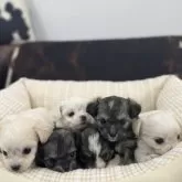 チワビション(チワワ×ビションフリーゼ)【京都府・男の子・2025年10月22日・ホワイト&クリーム】の写真8