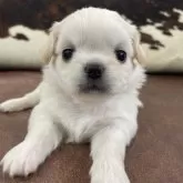 ペキチワ(チワワ×ペキニーズ)【京都府・女の子・2025年10月26日・クリーム&ホワイト】の写真8