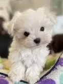 マルチーズ【京都府・男の子・2024年12月8日・ホワイト】の写真4