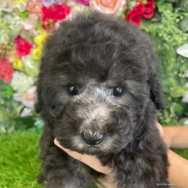 ID：2407-03004の子犬