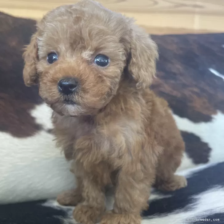 ID:2403-06616の子犬