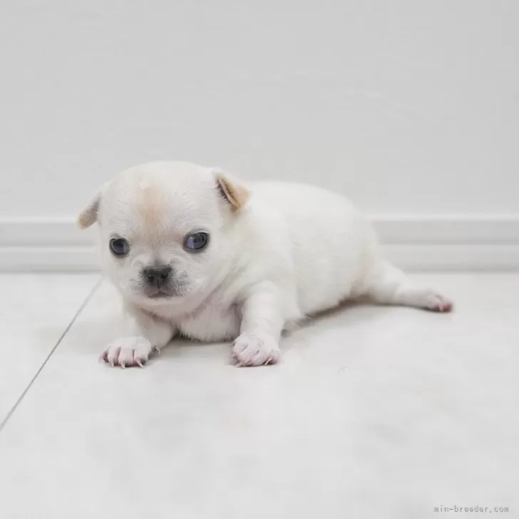 ID：2406-01675の子犬