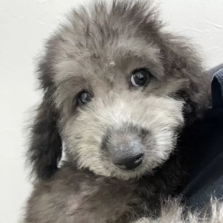 ID：2407-03001の子犬