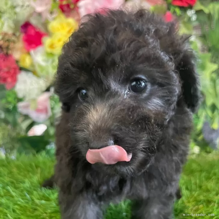 ID:2407-03003の子犬