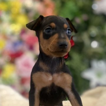 ミニチュアピンシャー【京都府・女の子・2024年8月14日・ブラックタン】の写真「10月10日までの掲載です。」