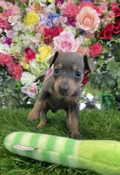 ミニチュアピンシャー【京都府・女の子・2024年8月14日・ブルータン】の写真「10月10日までの掲載です。」