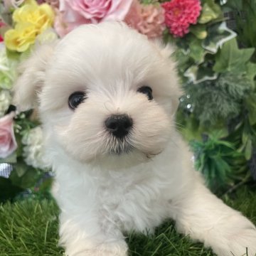 マルチーズ【京都府・男の子・2024年7月24日・ホワイト】の写真「可愛い男の子です！」