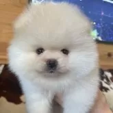 ポメラニアン【京都府・男の子・2024年2月23日・クリーム】の写真1