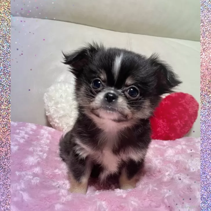 ラビ 様のお迎えした子犬
