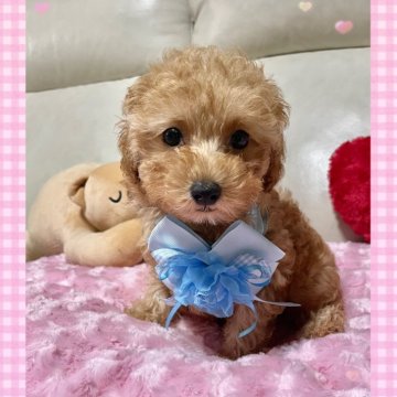 トイプードル(タイニー)【鹿児島県・男の子・2025年8月20日・レッド】の写真「お顔の優しい男の子💚」