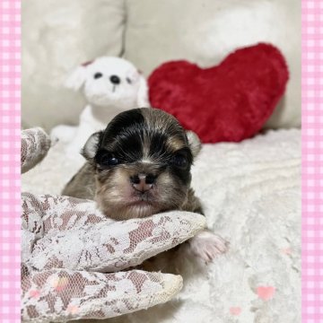 チワワ(ロング)【鹿児島県・女の子・2025年11月12日・チョコマール】の写真「希少なチョコマールの女の子💖」