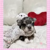 チワワ(ロング)